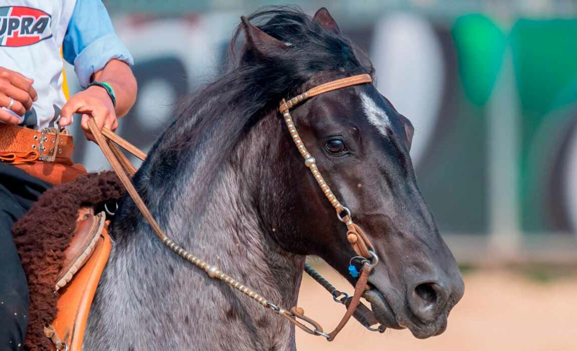 Cavalo crioulo em prova - Foto: Felipe Ulbrich/ABCCC