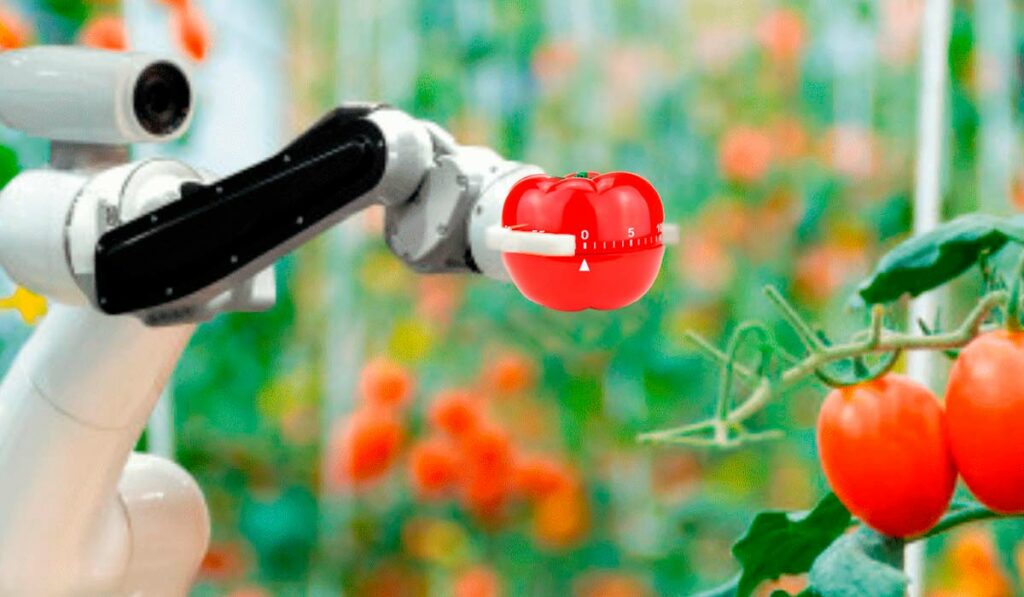 Robot colhendo tomate