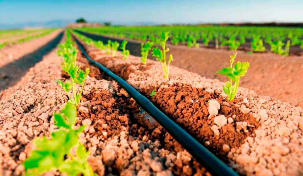 Sistema de irrigação por gotejamento