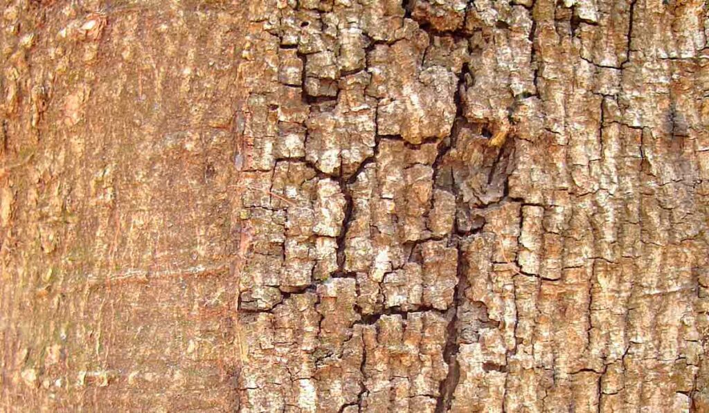 Casca do tronco do jatobá (Hymenaea courbaril)