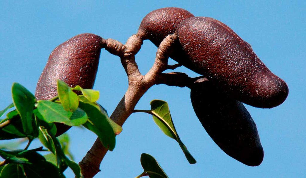 Frutos do jatobá (Hymenaea courbaril)