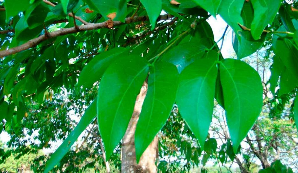 Folhas do jatobá (Hymenaea courbaril)