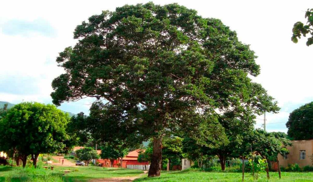 Jatobá (Hymenaea courbaril)