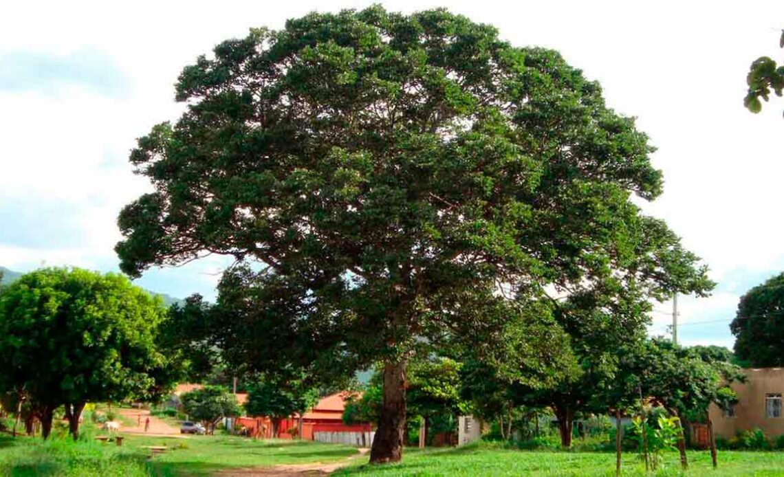 Jatobá (Hymenaea courbaril)