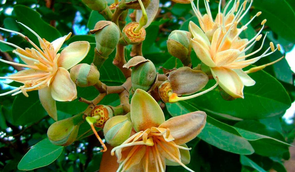 Floração do jatobá (Hymenaea courbaril)