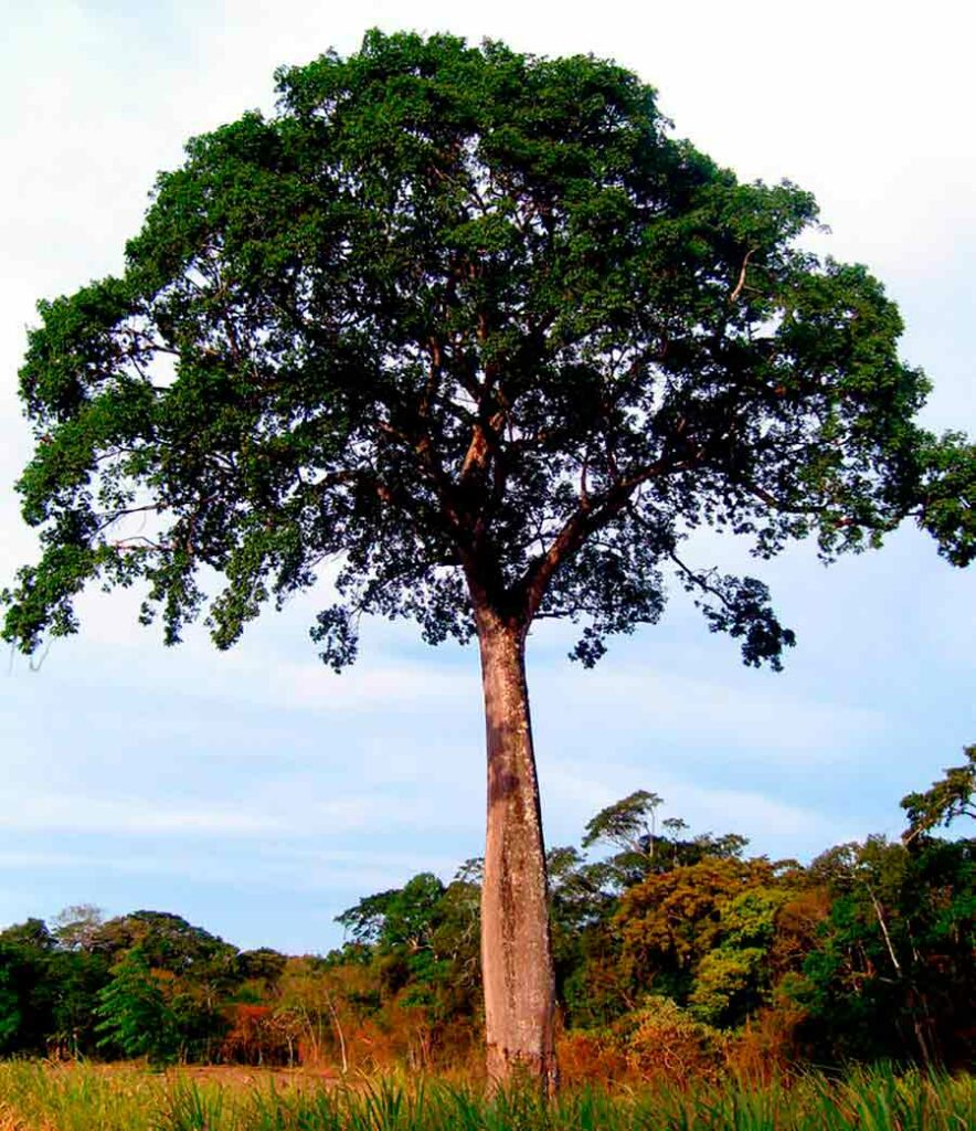 Jatobá (Hymenaea courbaril)