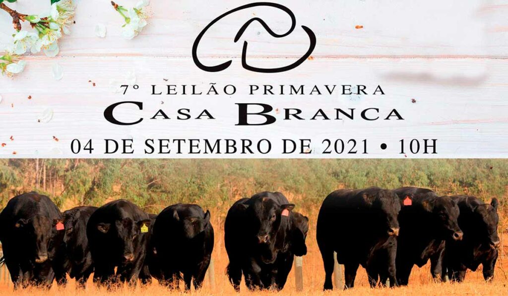 Chamada para o 7º Leilão Primavera Casa Branca Angus