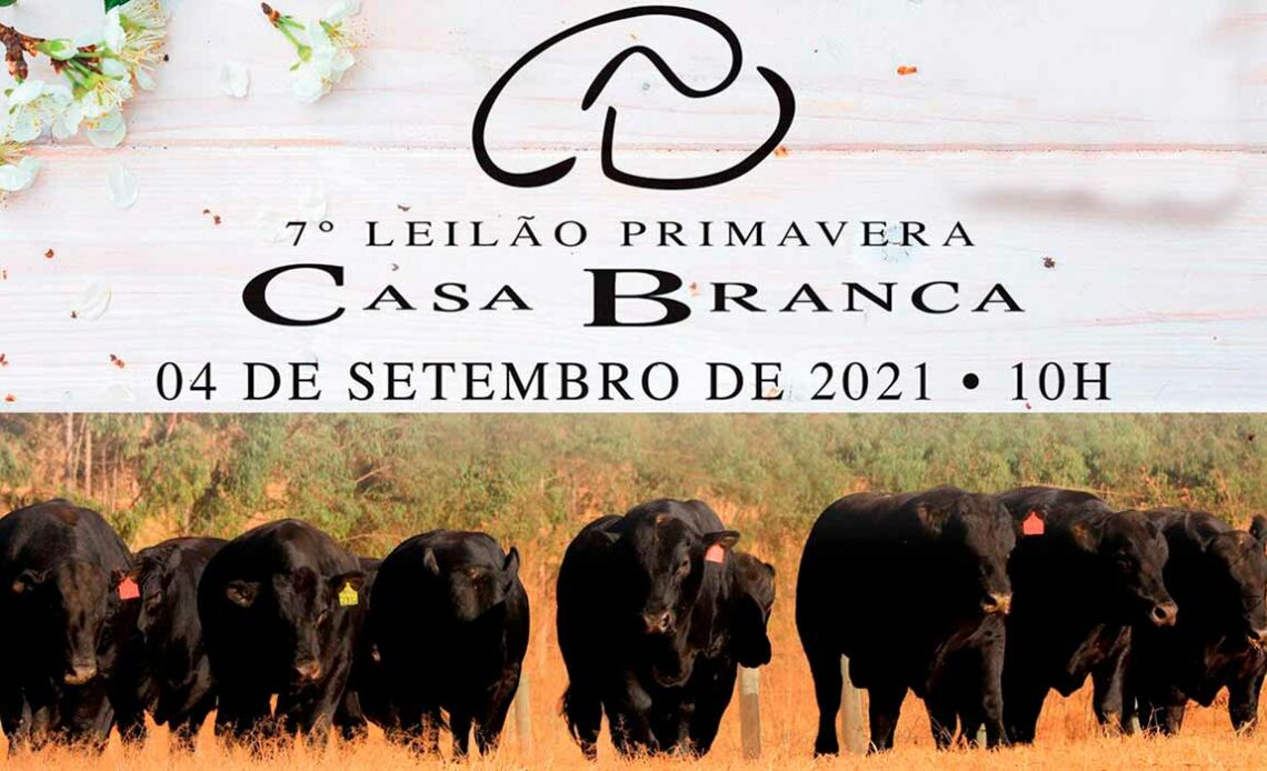 Chamada para o 7º Leilão Primavera Casa Branca Angus