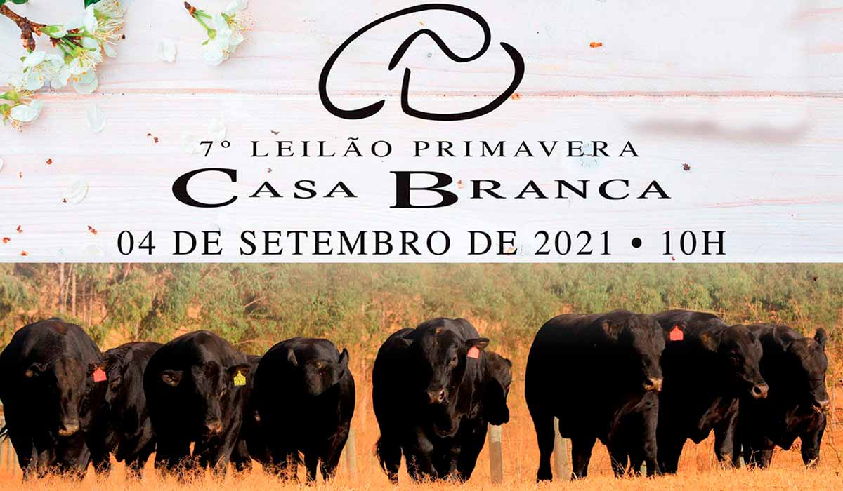 Chamada para o 7º Leilão Primavera Casa Branca Angus