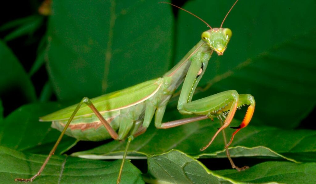 Louva a Deus (Mantis religiosa)