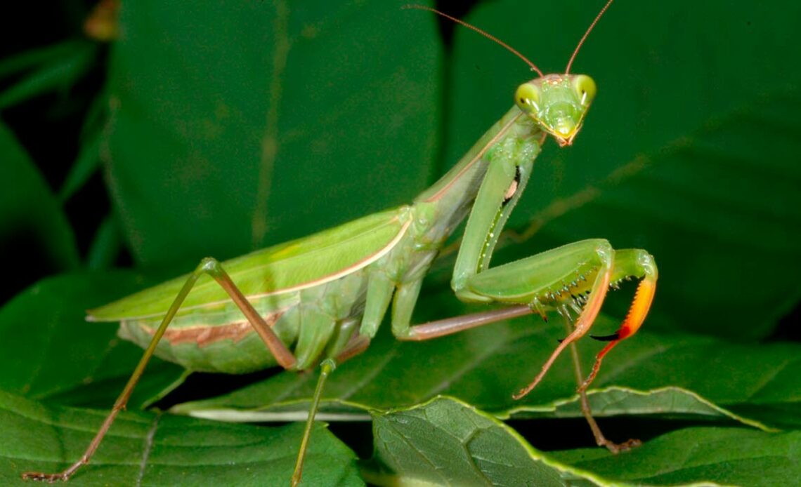 Louva a Deus (Mantis religiosa)