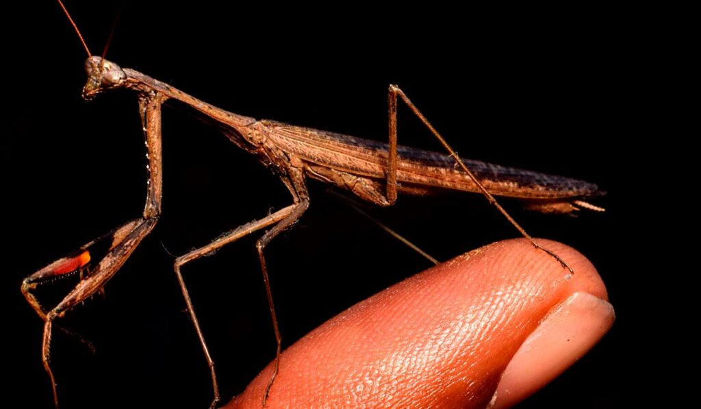 Louva a Deus (Mantis religiosa)