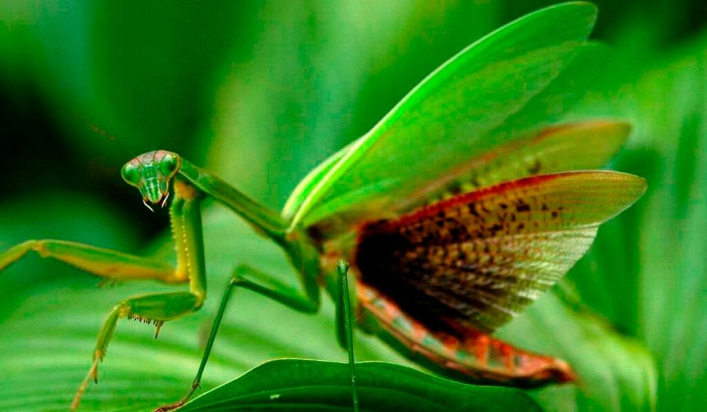 Louva a Deus (Mantis religiosa)