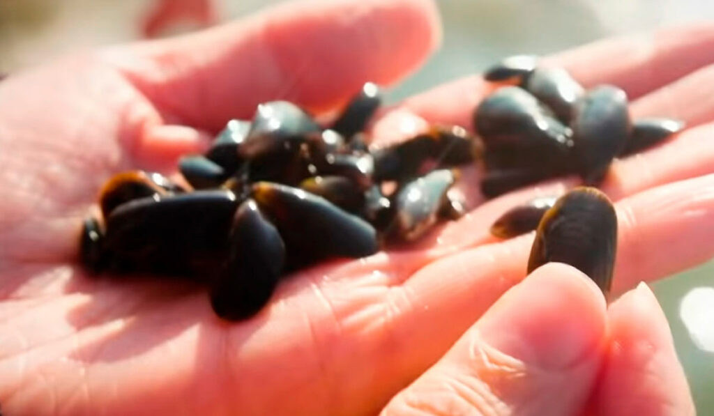 Maricultora com um punhado de sementes de mexilhão na mão