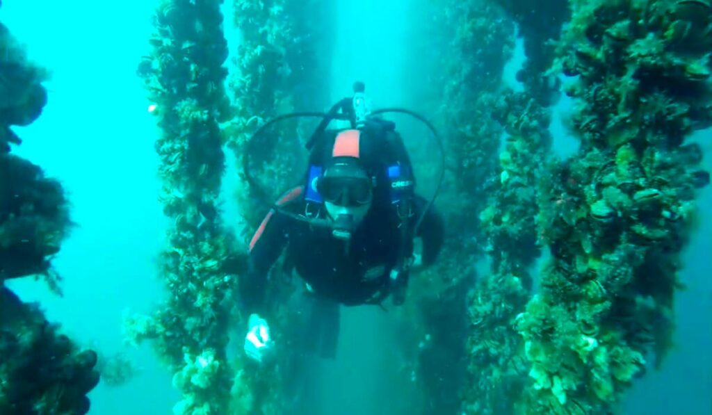 Maricultor submerso supervisionando o cultivo de mexilhão