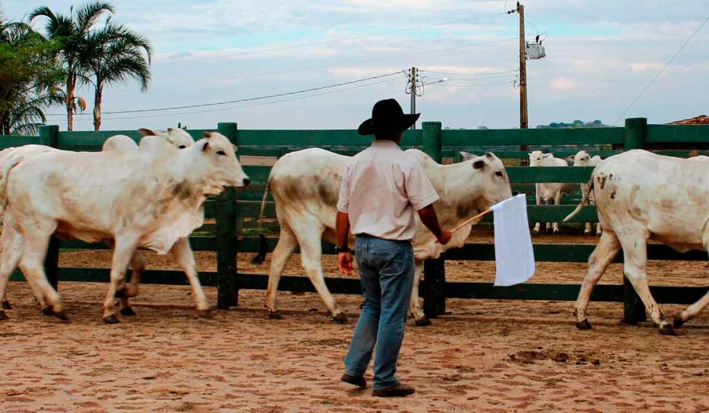 Manejando o gado no curral