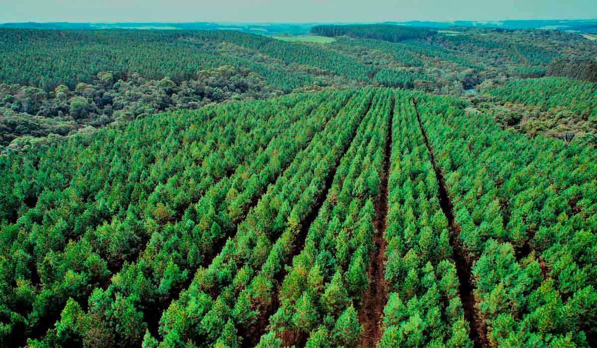 Floresta de Pinus