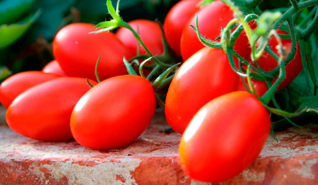 Tomates