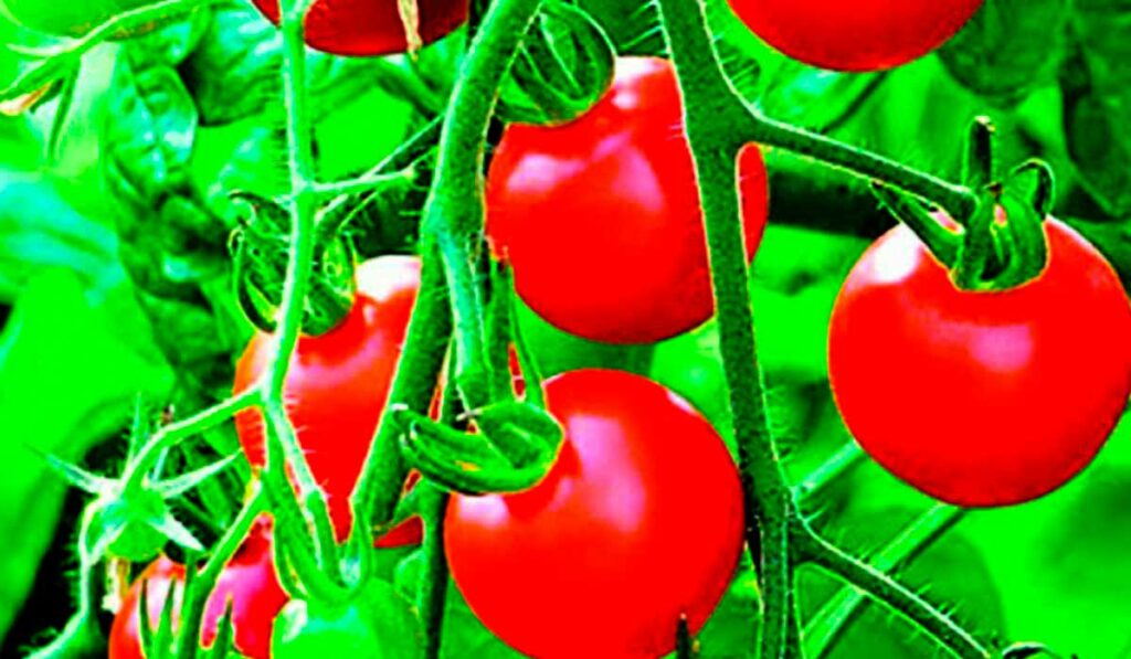 tomates ao pé