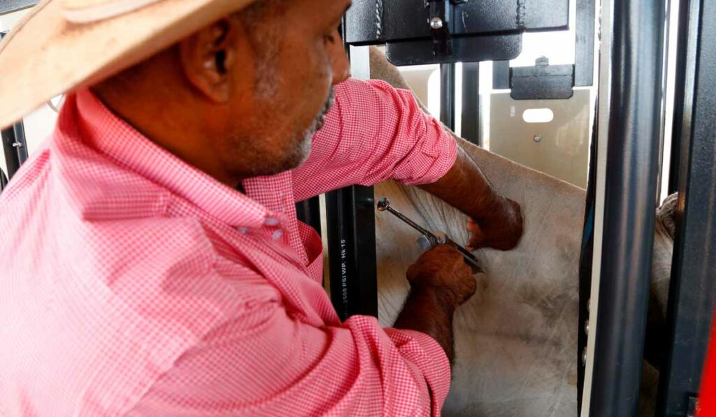 Técnico vacinando o gado