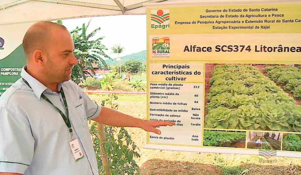 Técnico da Epagri apresentando a cultivar Litorânea