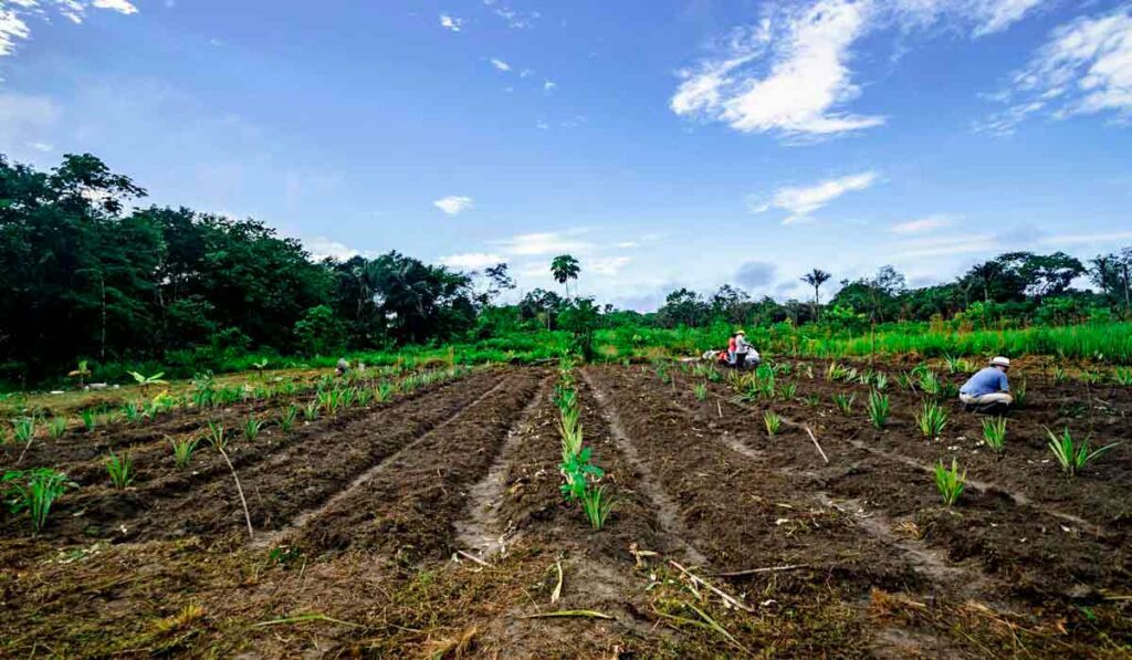 Formando a agrofloresta