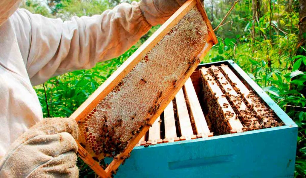 Apicultor coletando um quadro de mel maduro