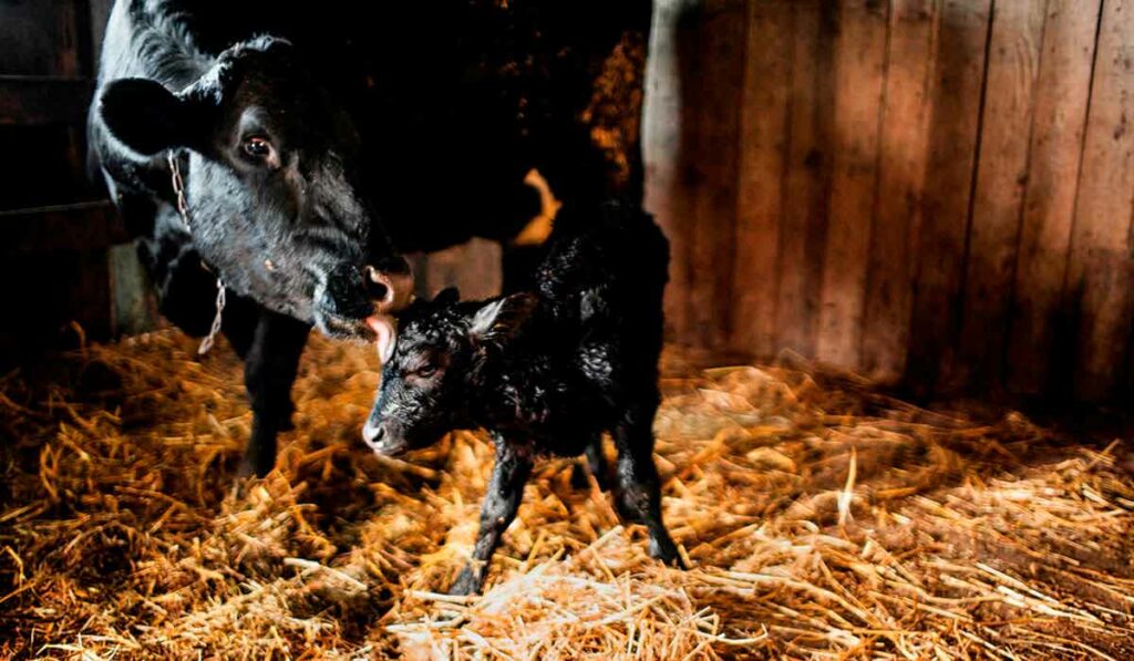 Vaca com seu bezerro recém nascido
