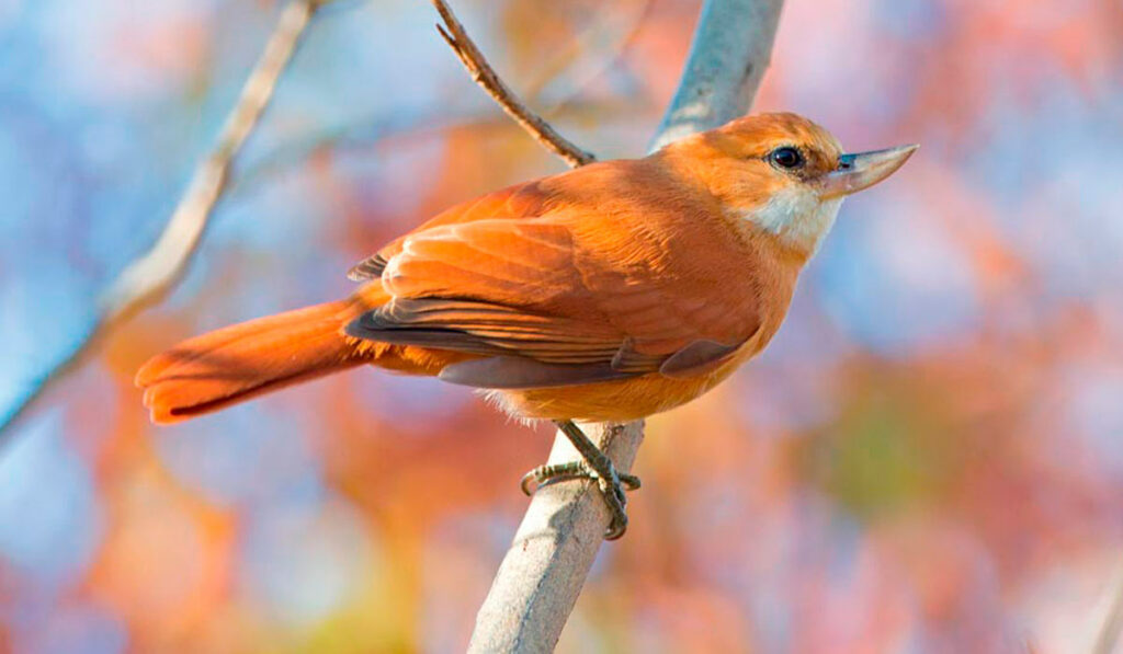 Bico virado da caatinga (Megaxenops parnaguae), de áreas secas da Bahia - Foto: Ciro Albano