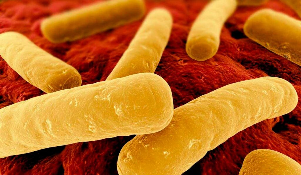 Bactéria Clostridium botulinum