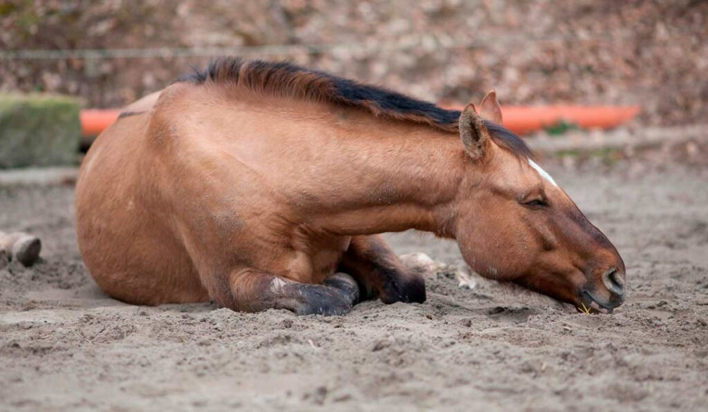 Animal acometido pelo botulismo