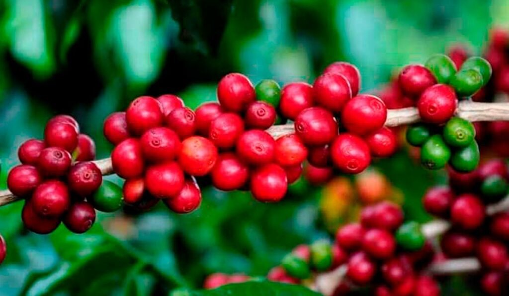 Ramo carregado com grãos de café