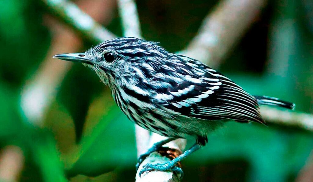 Choquinha do Tapajós (Myrmotherula Klagesi), da Amazônia - Foto: Luís Fábio Silveira/MZ-USP