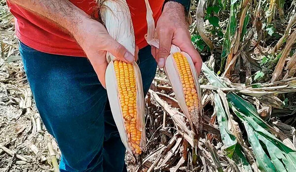 Agricultor mostrando espigas atacadas pela cigarrinha do milho (Dalbulus maidis)