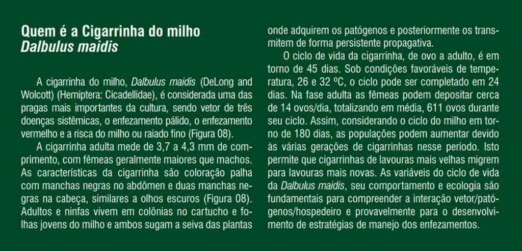 Quem é a cigarrinha do milho (Dalbulus maidis)