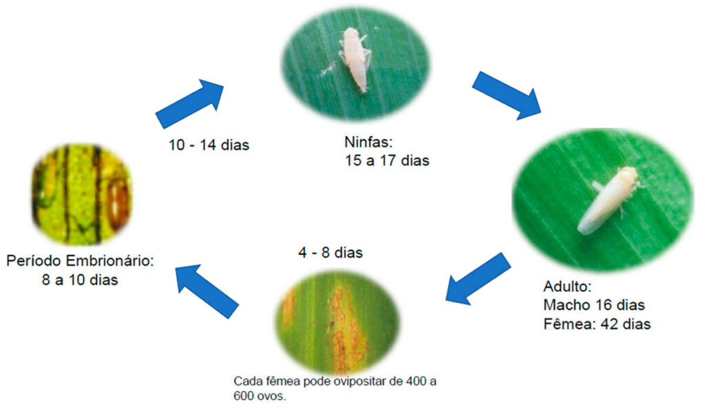 Ciclo da cigarrinha do milho (Dalbulus maidis)