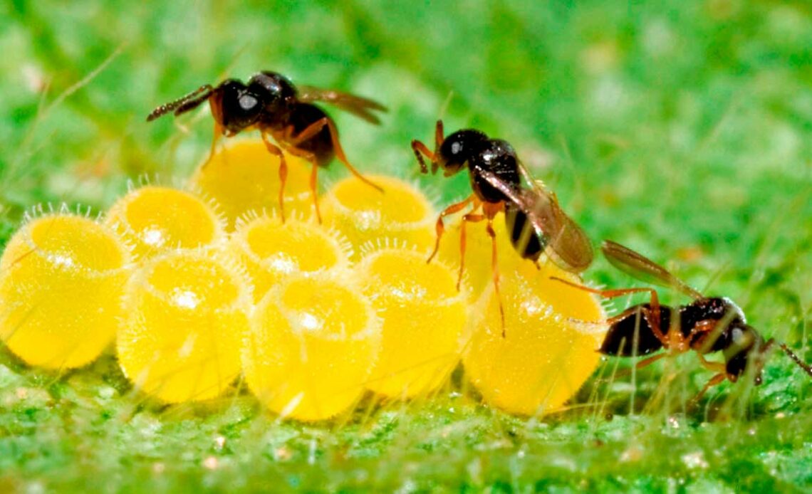 Controle biológico com vespas