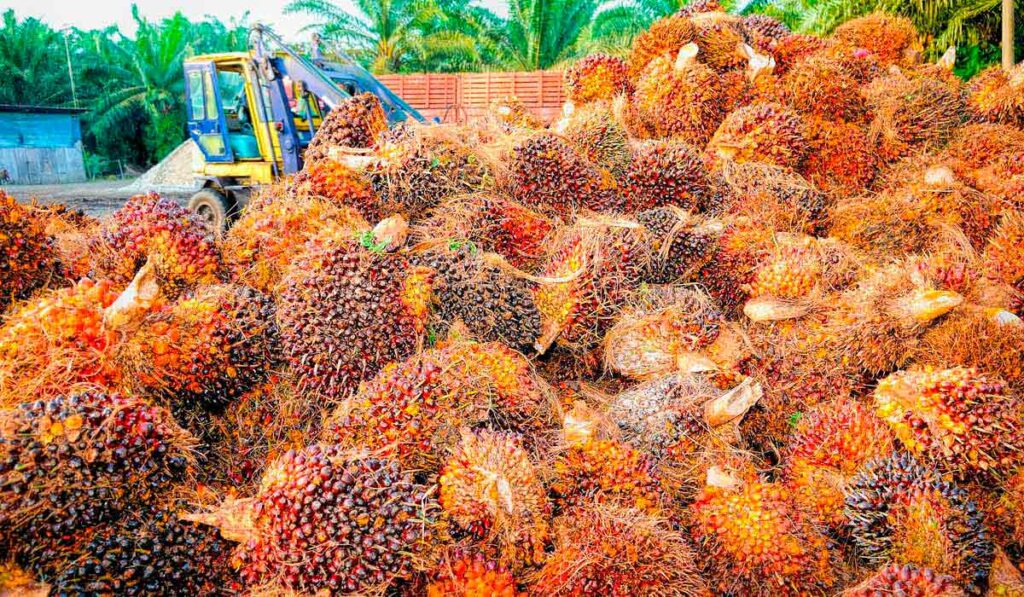 Produção de óleo de palma