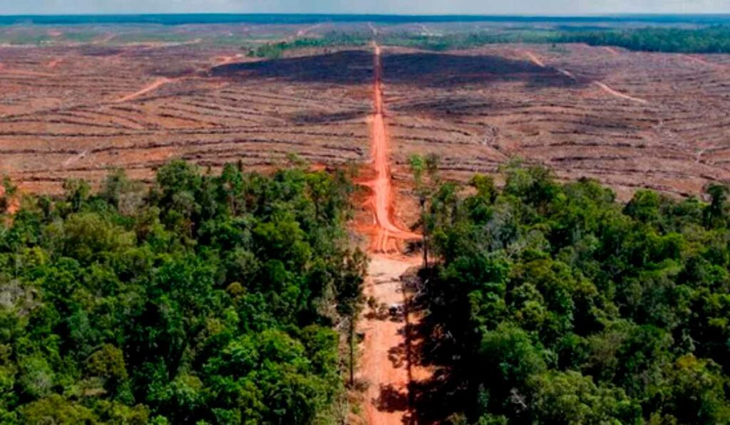 Desmatamento na amazônia