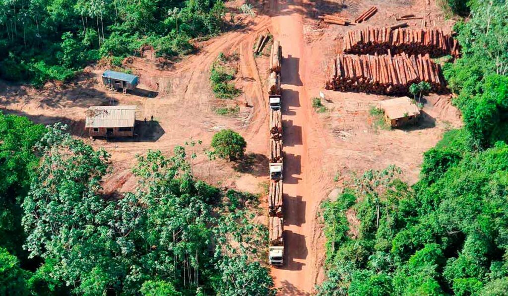 Caminhões carregados de toras