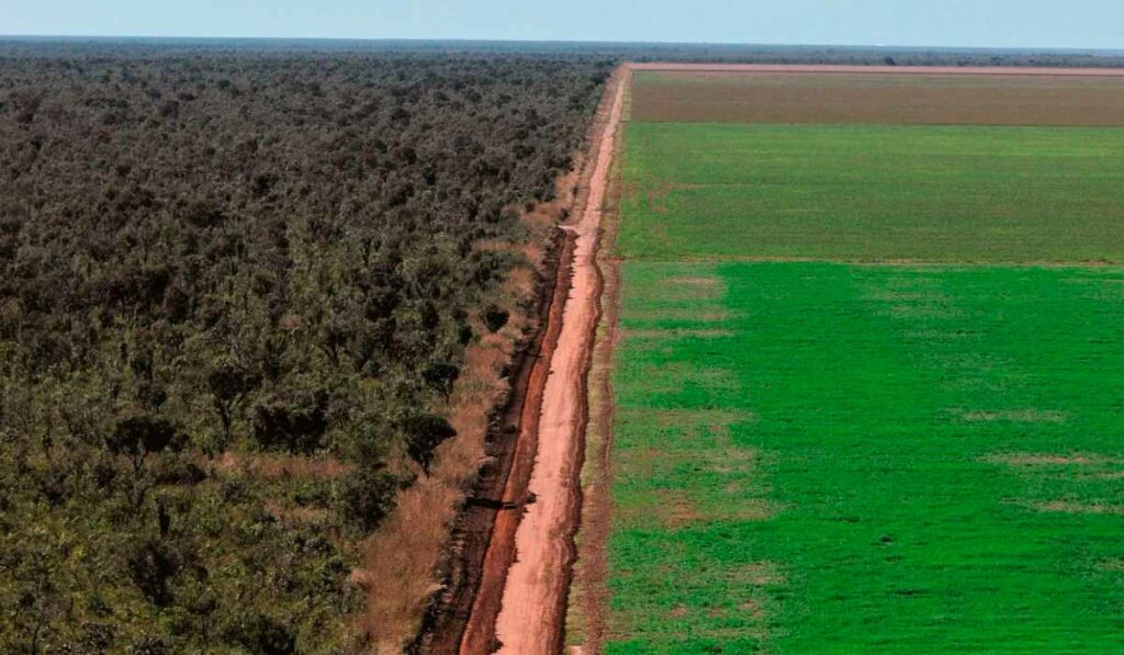 Desmatamento no cerrado para agricultura