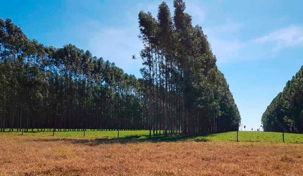 Área de pastagem seca e logo a frente a pastagem verde na ILPF