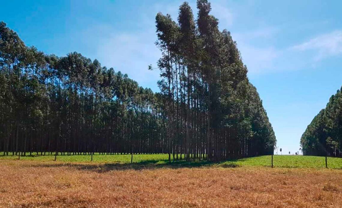 Área de pastagem seca e logo a frente a pastagem verde na ILPF