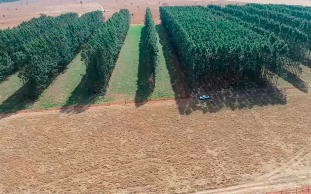 Comparação da pastagem sem componente florestal com a cultivada em sistema integrado, confirmando a pastagem bem mais verde.