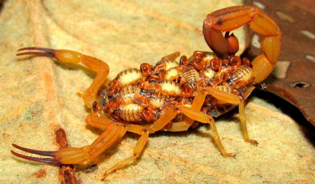 Escorpião amarelo (Tityus serrulatus) com sua prole