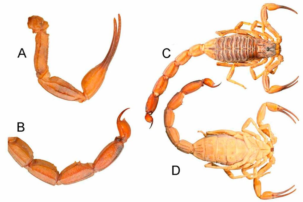 Tityus serrulatus - Vista dorsal do palpo direito (A); vista lateral dos segmentos do metasoma, télson e aguilhão ou ferrão (B); vista dorsal (C); vista ventral (D)