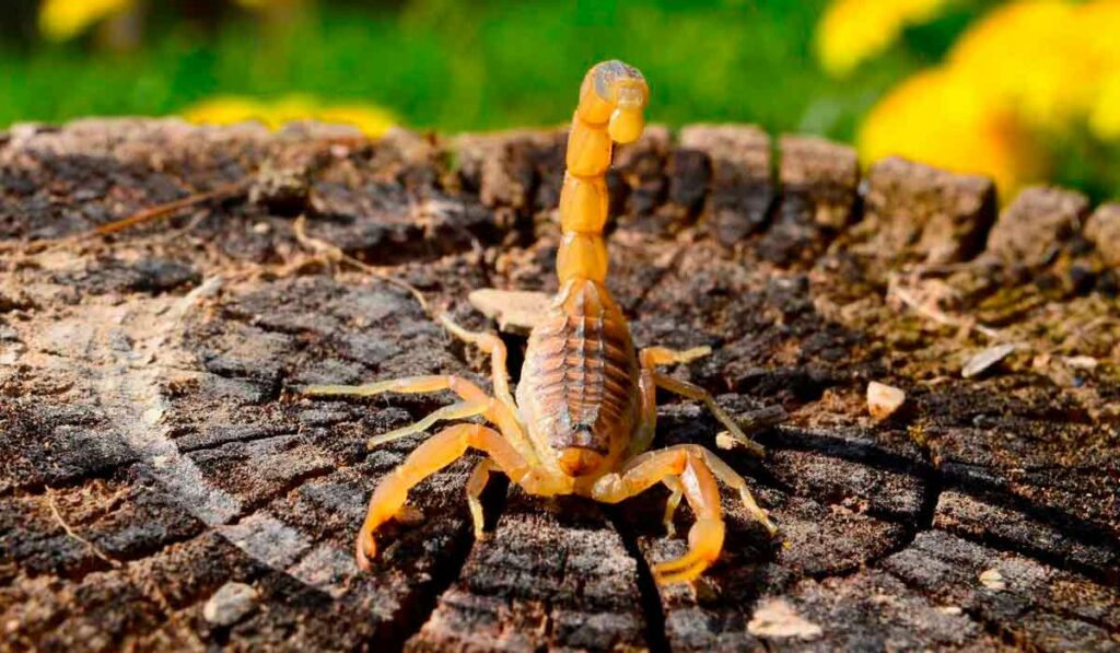 Escorpião amarelo (Tityus serrulatus)