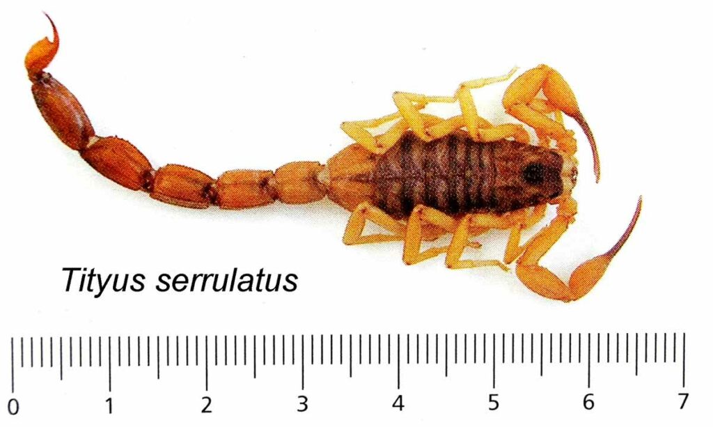 Dimensão do escorpião amarelo (Tityus serrulatus)