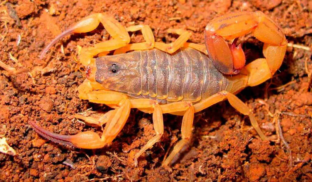 Escorpião amarelo (Tityus serrulatus)