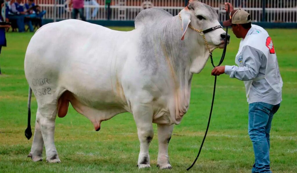 Touro brahman na pista de julgamento